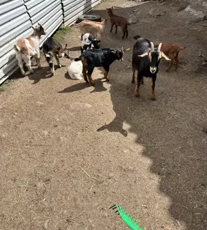 Vând 12 capre - imagine 2