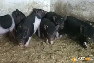 Vand purcei vietnamezi  mistreti si mangalita