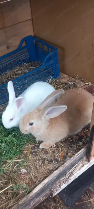 iepuri de vânzare  - imagine 2