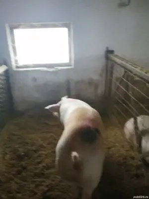 Porci de vanzare - imagine 2
