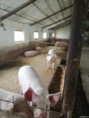 Porci de vanzare - imagine 3