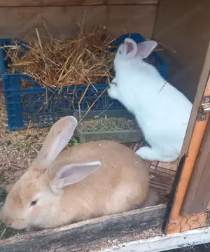 iepuri de vânzare  - imagine 3