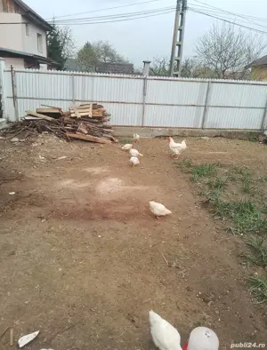 vand gaini si cocosi carne - imagine 4  vand gaini si cocosi carne - imagine 4