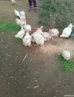 vand gaini si cocosi carne - imagine 5  vand gaini si cocosi carne - imagine 5