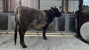 Vaca Baltata romaneasca - imagine 2 Vaca Baltata romaneasca - imagine 2