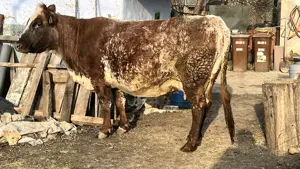 Vaca Baltata romaneasca - imagine 5 Vaca Baltata romaneasca - imagine 5