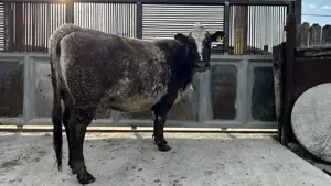 Vaca Baltata romaneasca - imagine 3 Vaca Baltata romaneasca - imagine 3