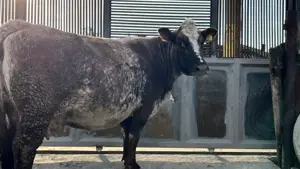 Vaca Baltata romaneasca - imagine 4 Vaca Baltata romaneasca - imagine 4