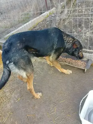 Donez gratuit cățelușa de vânătoare  - imagine 3 Donez gratuit cățelușa de vânătoare  - imagine 3