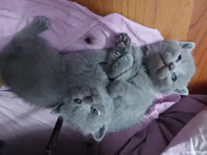 Pui British shorthair - imagine 5