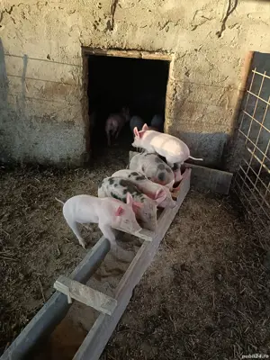 purcei disponibili! - imagine 3