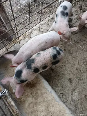 purcei disponibili! - imagine 4