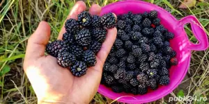 Vând Butași Mur Thornfree, Soi American, Rezistent la îngheț și boli - imagine 4