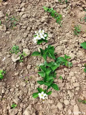 Vând Butași Mur Thornfree, Soi American, Rezistent la îngheț și boli - imagine 3