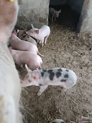 purcei disponibili! - imagine 2