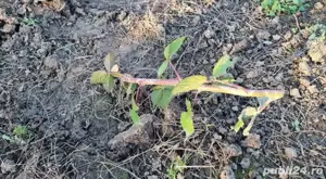 Vând Butași Mur Thornfree, Soi American, Rezistent la îngheț și boli