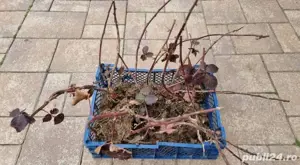 Vând Butași Mur Thornfree, Soi American, Rezistent la îngheț și boli - imagine 2