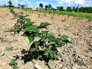 Vând Butași Mur Thornfree, Soi American, Rezistent la îngheț și boli - imagine 5