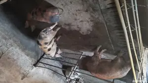 Porci de sacrificat - imagine 3 Porci de sacrificat - imagine 3