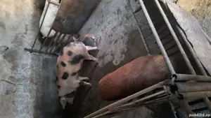 Porci de sacrificat - imagine 2 Porci de sacrificat - imagine 2