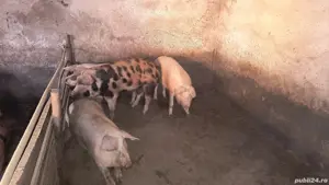 Porci de sacrificat - imagine 4 Porci de sacrificat - imagine 4