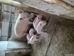 vand purcei  - imagine 2