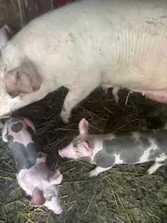 Porci de vânzare, rasa carne - imagine 3