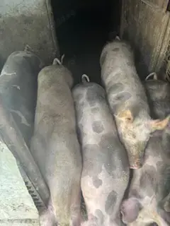 Porci de vânzare, rasa carne - imagine 2