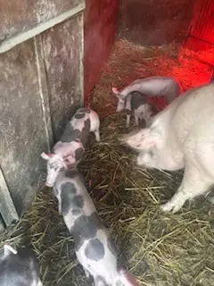 Porci de vânzare, rasa carne - imagine 4