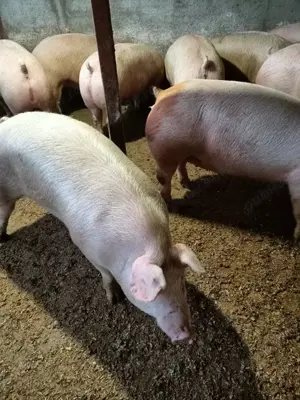 Porci de vanzare - imagine 3