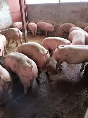 Vând porci de carne  - imagine 2 Vând porci de carne  - imagine 2