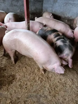 Vând porci de carne  - imagine 3 Vând porci de carne  - imagine 3