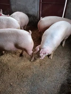 Porci de vanzare - imagine 2