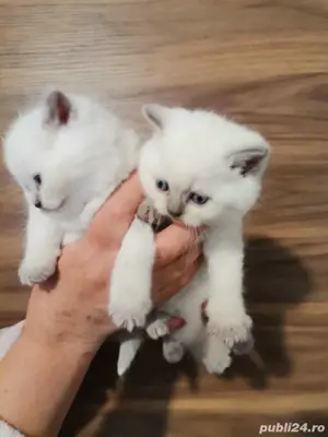 British shorthair colorpoint  - imagine 2