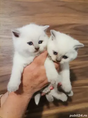 British shorthair colorpoint 