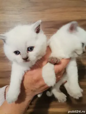 British shorthair colorpoint  - imagine 5