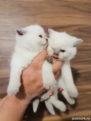 British shorthair colorpoint  - imagine 4