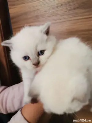 British shorthair colorpoint  - imagine 3