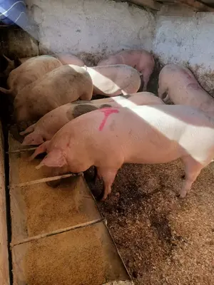 Vând porci de carne