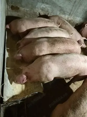 Vând porci de carne