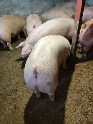 Grăsuni și porci  - imagine 3 Grăsuni și porci  - imagine 3
