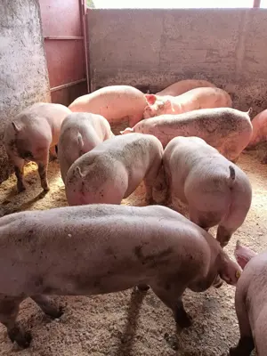 Porci de vanzare - imagine 4