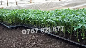 Rasad tomate rosii vinete castraveti ardei 2026 | Vand Rasaduri Legume