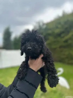 Pudel negru 3 luni posibilitate pasaport - imagine 2