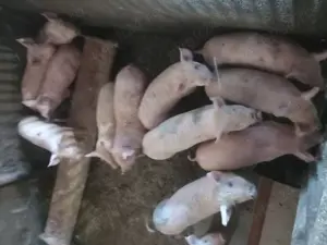 Purcei de vânzare  - imagine 3