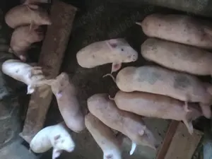 Purcei de vânzare  - imagine 2