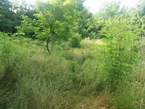 Vând teren, Jud. Vâlcea, dist.7kilomotri. - imagine 3