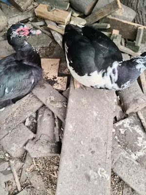 Vând zece cocoși și cinci rațe mute