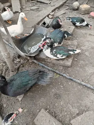 De vânzare cocoși și rațe mute - imagine 4