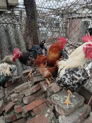 Vând zece cocoși și cinci rațe mute - imagine 2